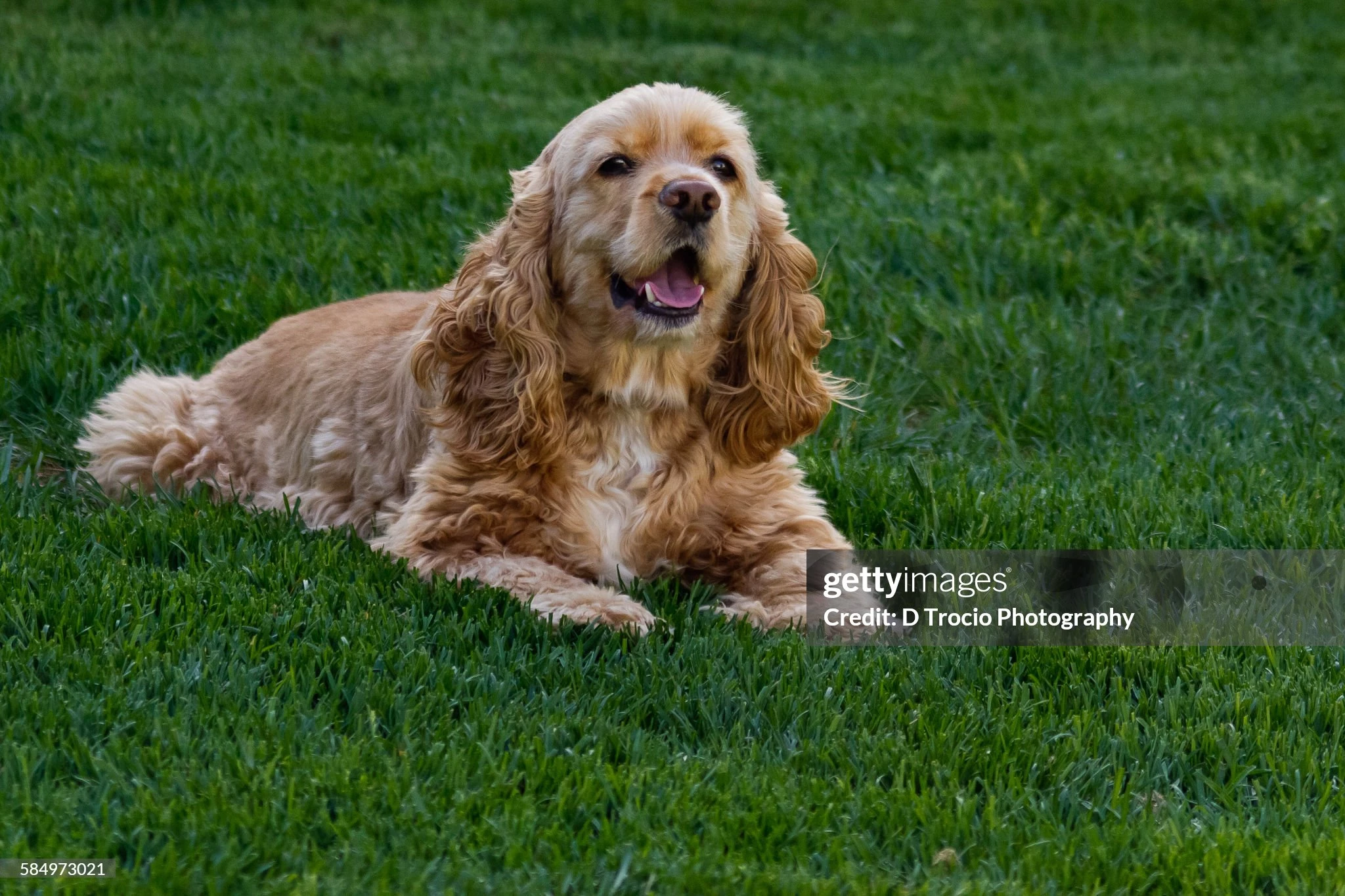 🐕 Med, pelo largo (11 a 25 kg) Precio desde...